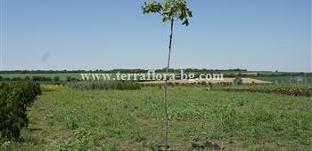 Шестил (Acer platanoides))