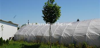 Кълбовиден шестил (Acer platanoides Globosum))