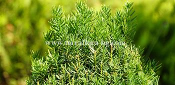 Taxus baccata)