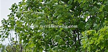 Acer pseudoplatanus)