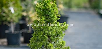 Смърч Коника (Picea glauca Conica))