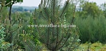 Pinus nigra)