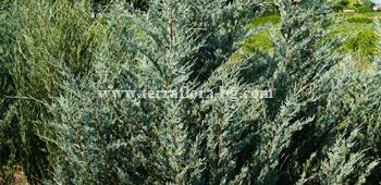 Juniperus Blue)