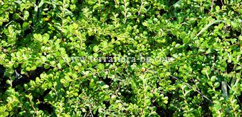 Котонеастър рубин (Cotoneaster Rubin))